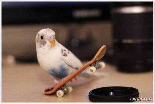 Cool Daily Funny Pix 4 You