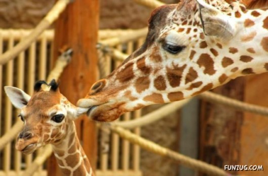 Some Funny Animals Pics