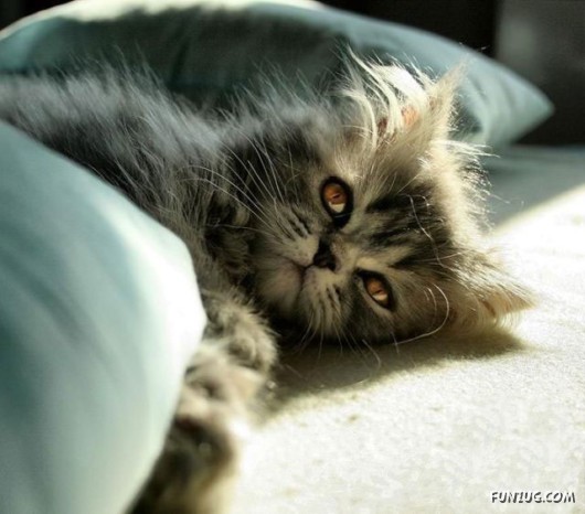 Some Funny Animals Pics