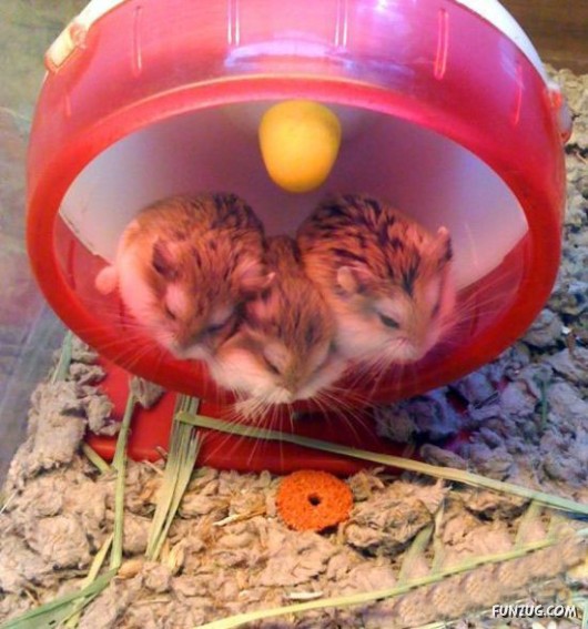 Some Funny Animals Pics