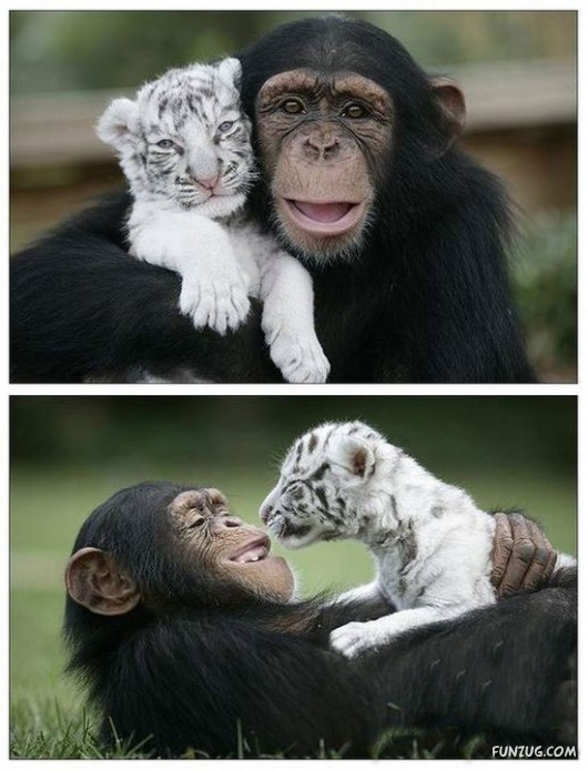 Some Funny Animals Pics