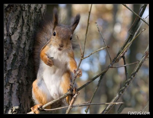 Some Funny Animals Pics