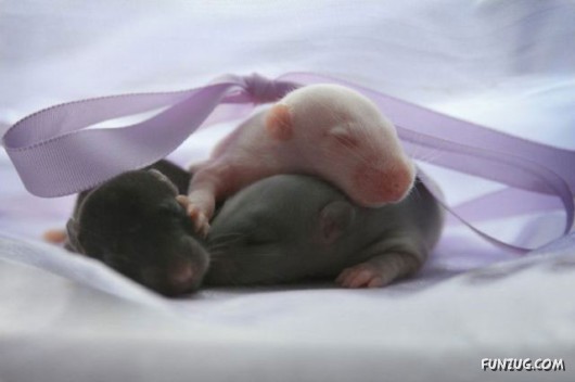 Some Funny Animals Pics