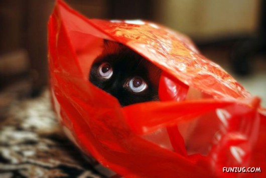 Some Funny Animals Pics