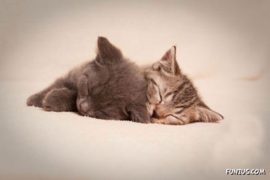 Some Funny Animals Pics