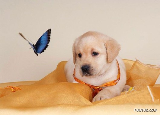 Some Funny Animals Pics