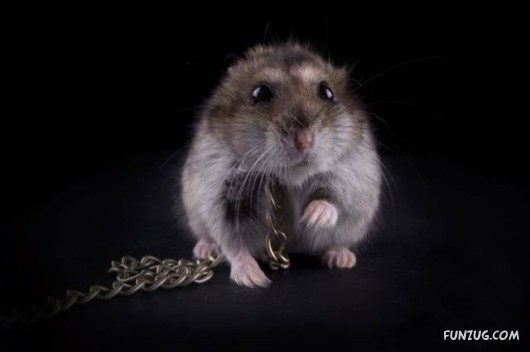 Some Funny Animals Pics