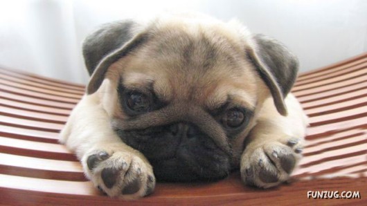 Some Funny Animals Pics