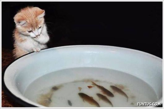 Funny Cool Pictures Collection