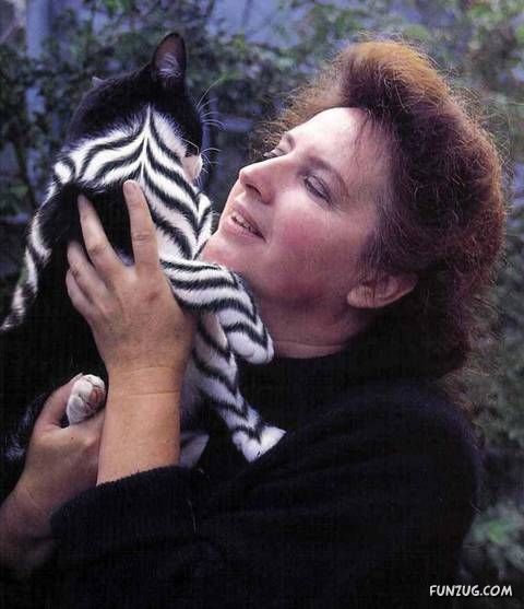 Lets Have Some Fun with Cat