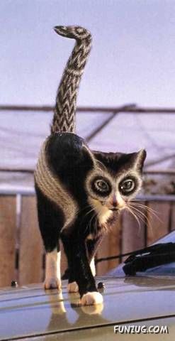 Lets Have Some Fun with Cat