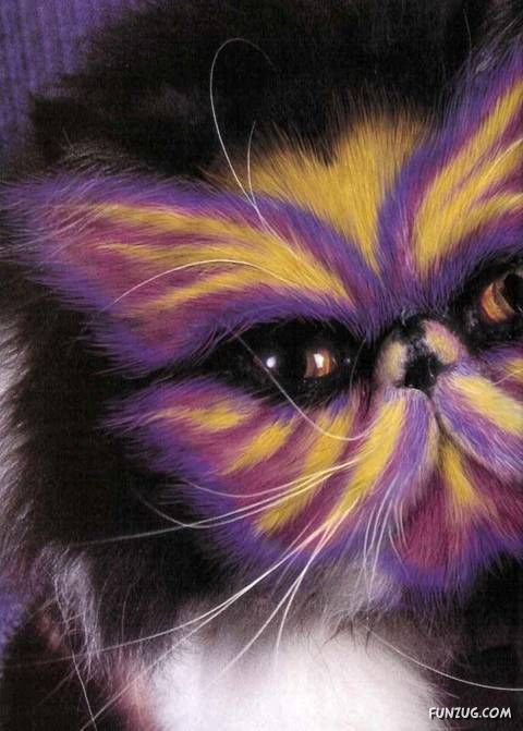 Lets Have Some Fun with Cat