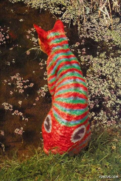 Lets Have Some Fun with Cat