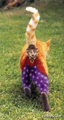 Lets Have Some Fun with Cat