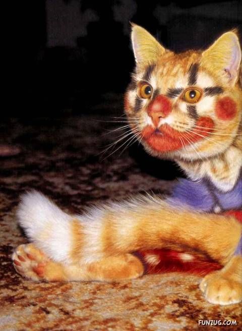 Lets Have Some Fun with Cat