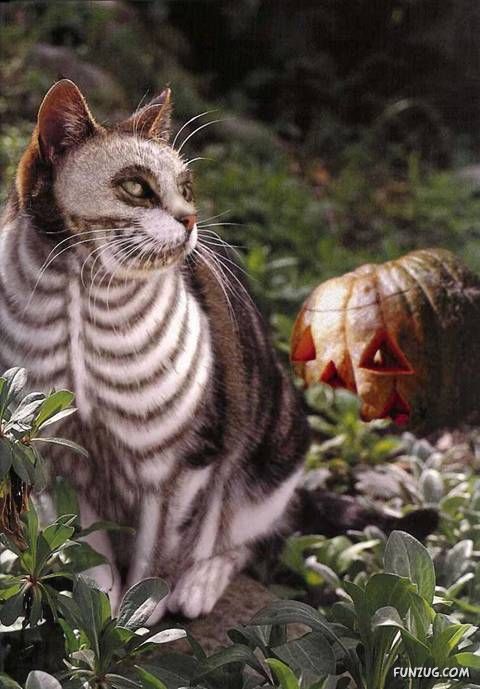 Lets Have Some Fun with Cat