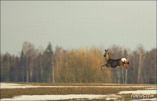 Crazy Jumping Funny Pictures