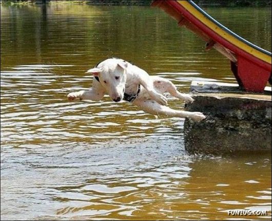 Crazy Jumping Funny Pictures