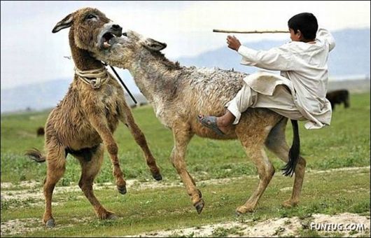 Crazy Jumping Funny Pictures