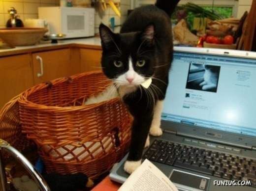 Notebooks are Used Everywhere