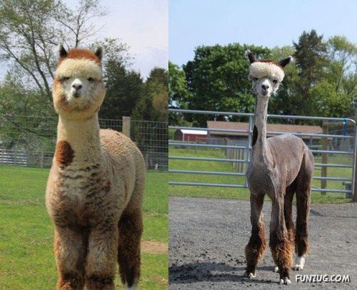 Hilarious Before And After Images
