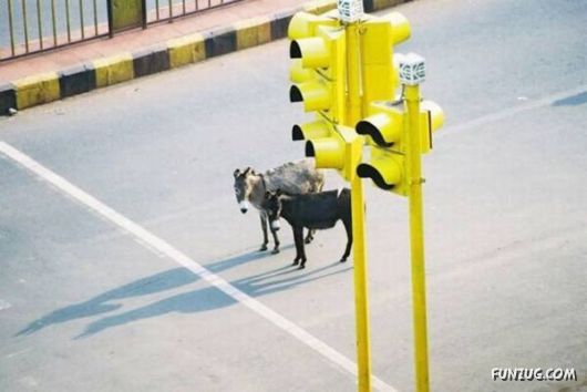 Daily Funny Pic Dump