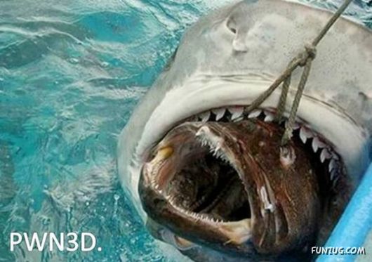 Daily Funny Pic Dump