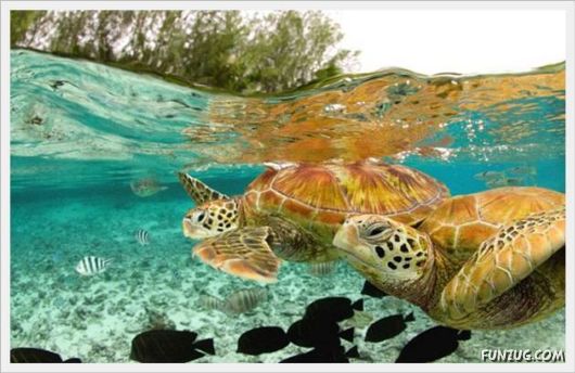 Funny Daily Pic Mania