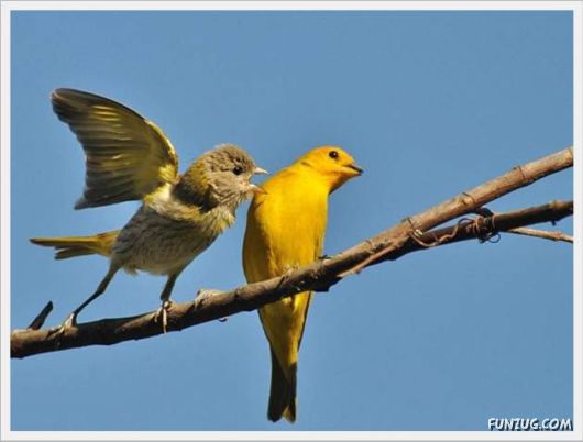 Funny Daily Pic Mania