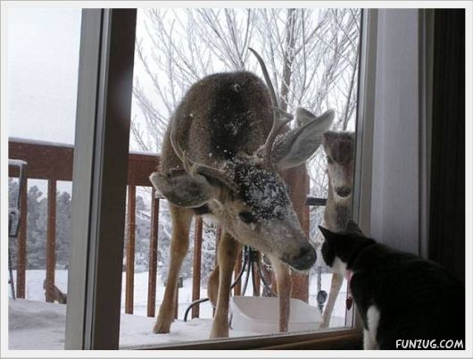 Funny Daily Pic Mania