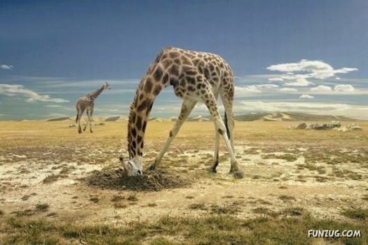 FunNY Daily Pix For You