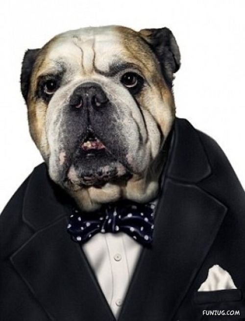 Funny Modernized Animals