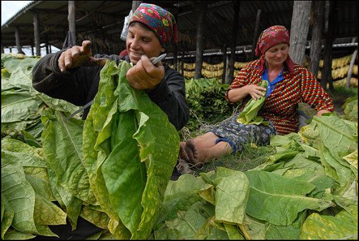 Collection of Tobacco in Moldova, Europe