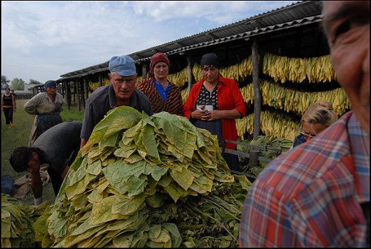 Collection of Tobacco in Moldova, Europe