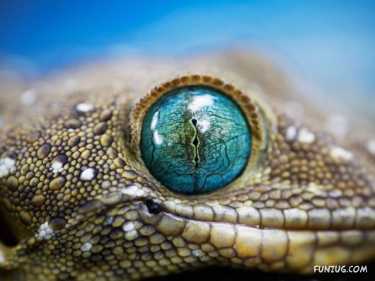 Amazing Pictures of the Day