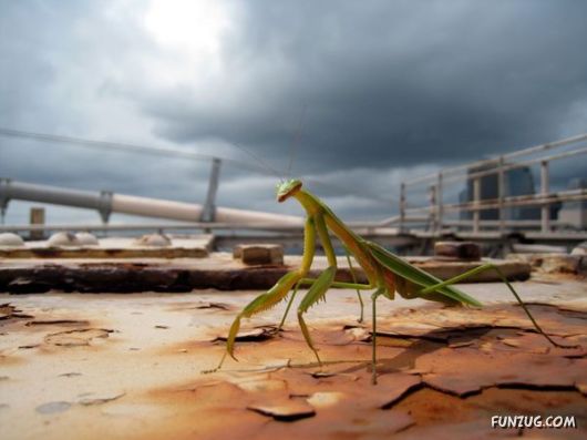 Amazing Pictures of the Day