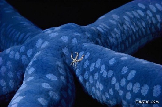 Amazing Pictures of the Day