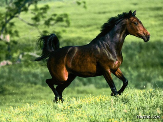 Charming Arabian Horses