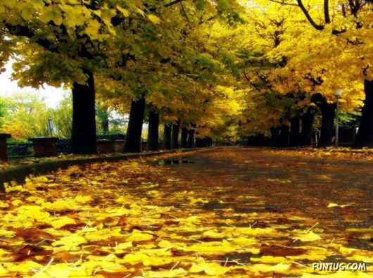 This is What We Call Autumn