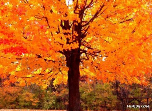 This is What We Call Autumn