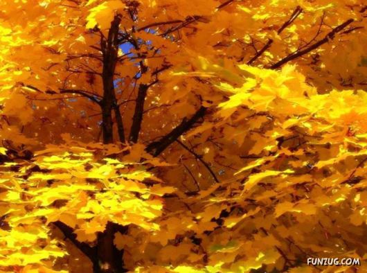 This is What We Call Autumn