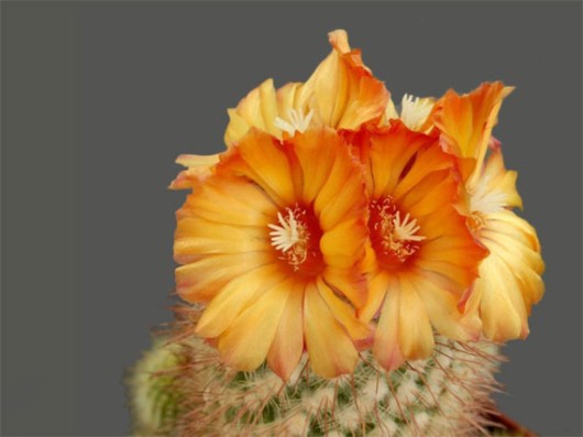 Watch the Beauty of Cactus Flowers