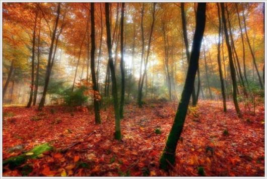 Beauty Of The Golden Nature