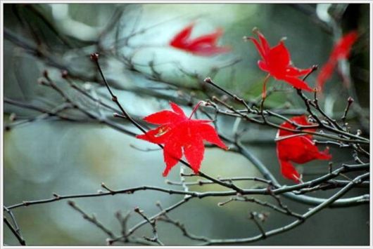 Beauty Of The Golden Nature