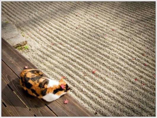 Beauty Of The Golden Nature