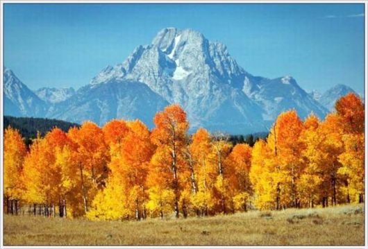 Beauty Of The Golden Nature