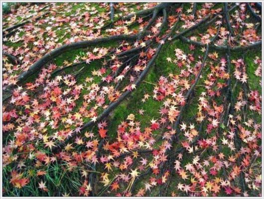 Beauty Of The Golden Nature