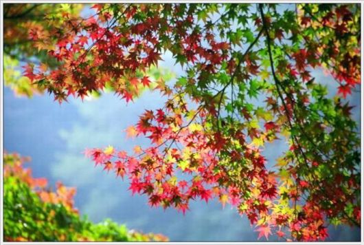 Beauty Of The Golden Nature