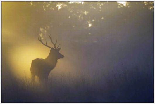 Beauty Of The Golden Nature