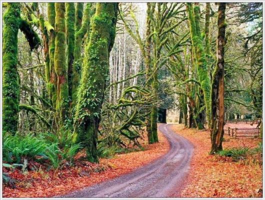 Beauty Of The Golden Nature